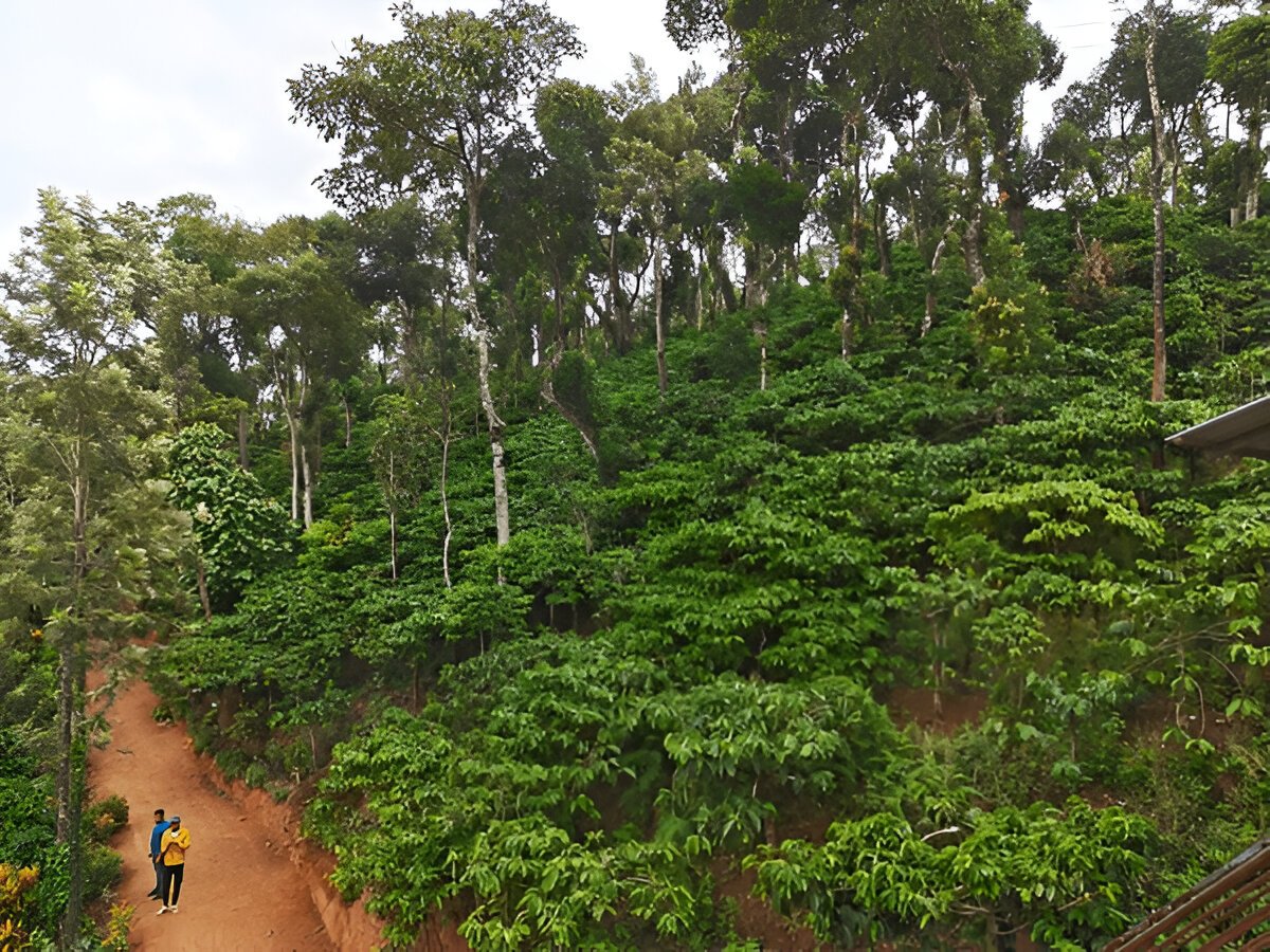 Coorg vs Ooty – Which Is the Best Destination for You?