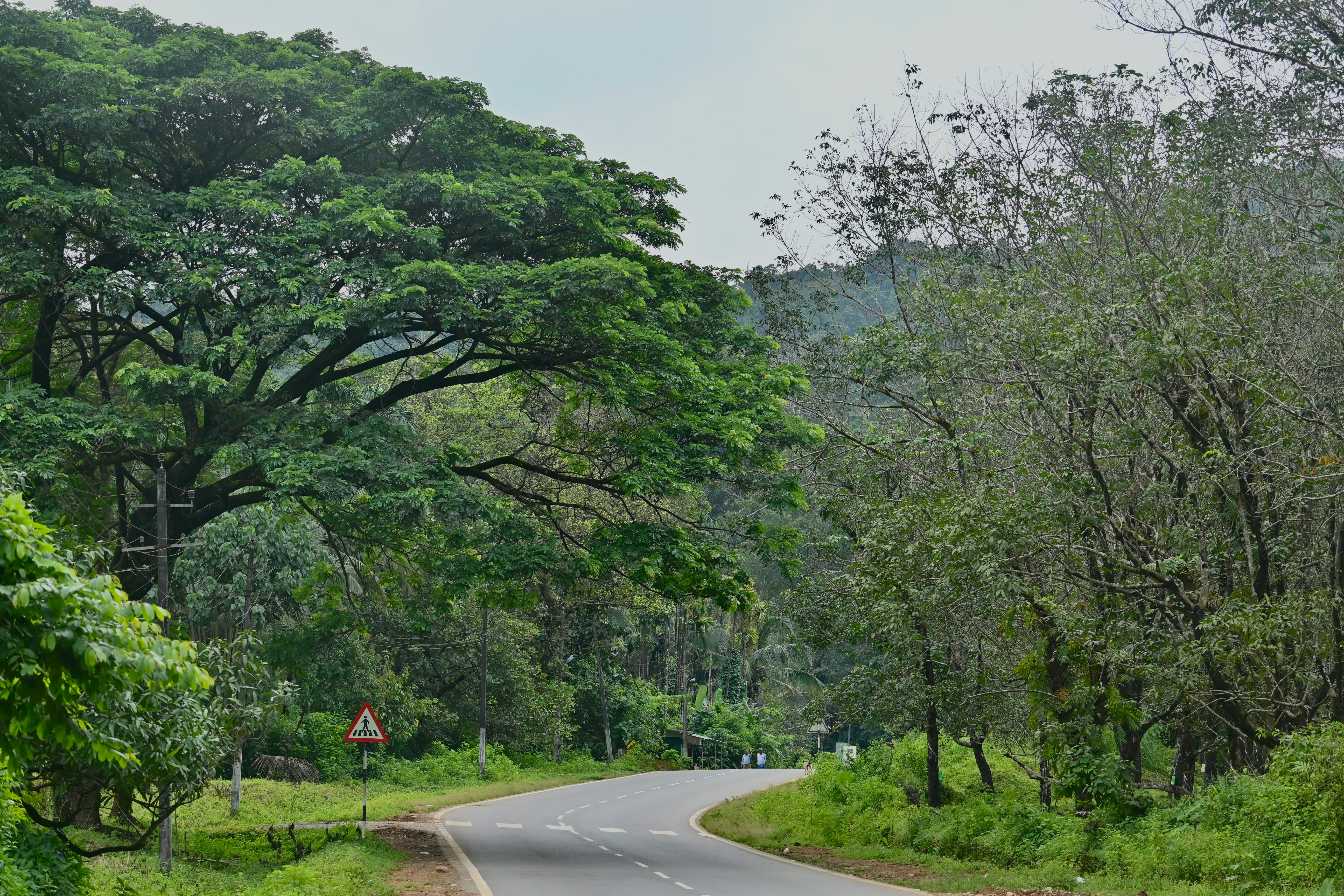 Coorg vs Chikmagalur – Which Is the Best Hill Station for You?