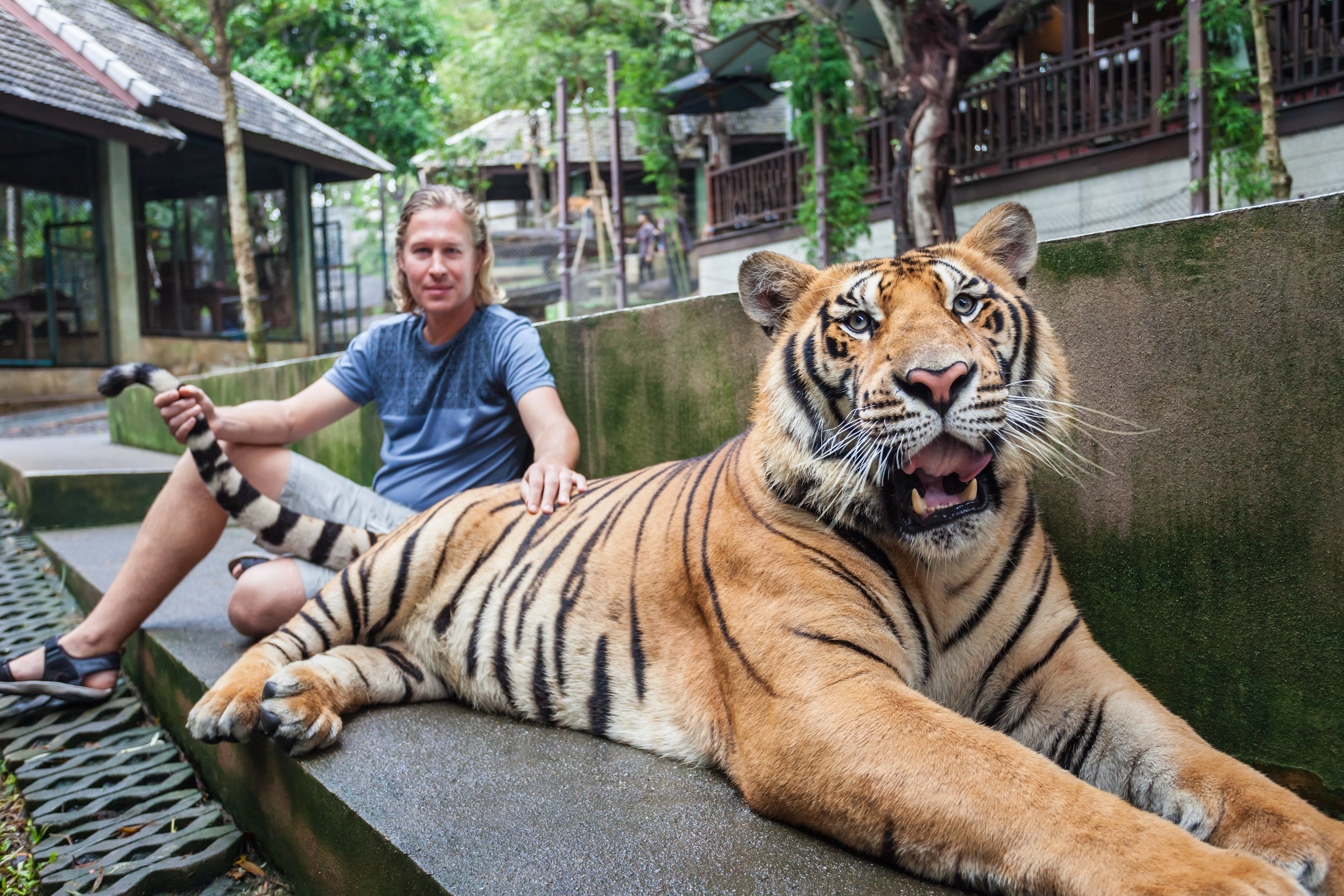 Visit to Pattaya Tiger Park | Transfer to Bangkok