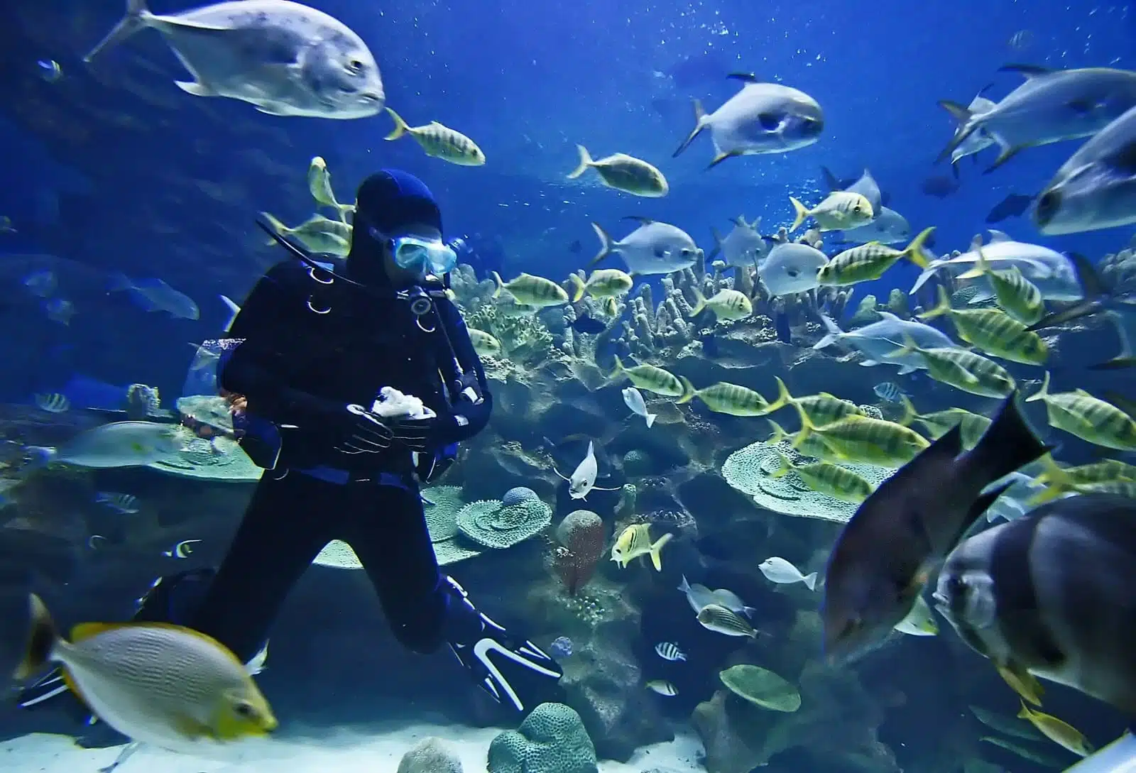 Scuba Diving in Goa at Grand Island
