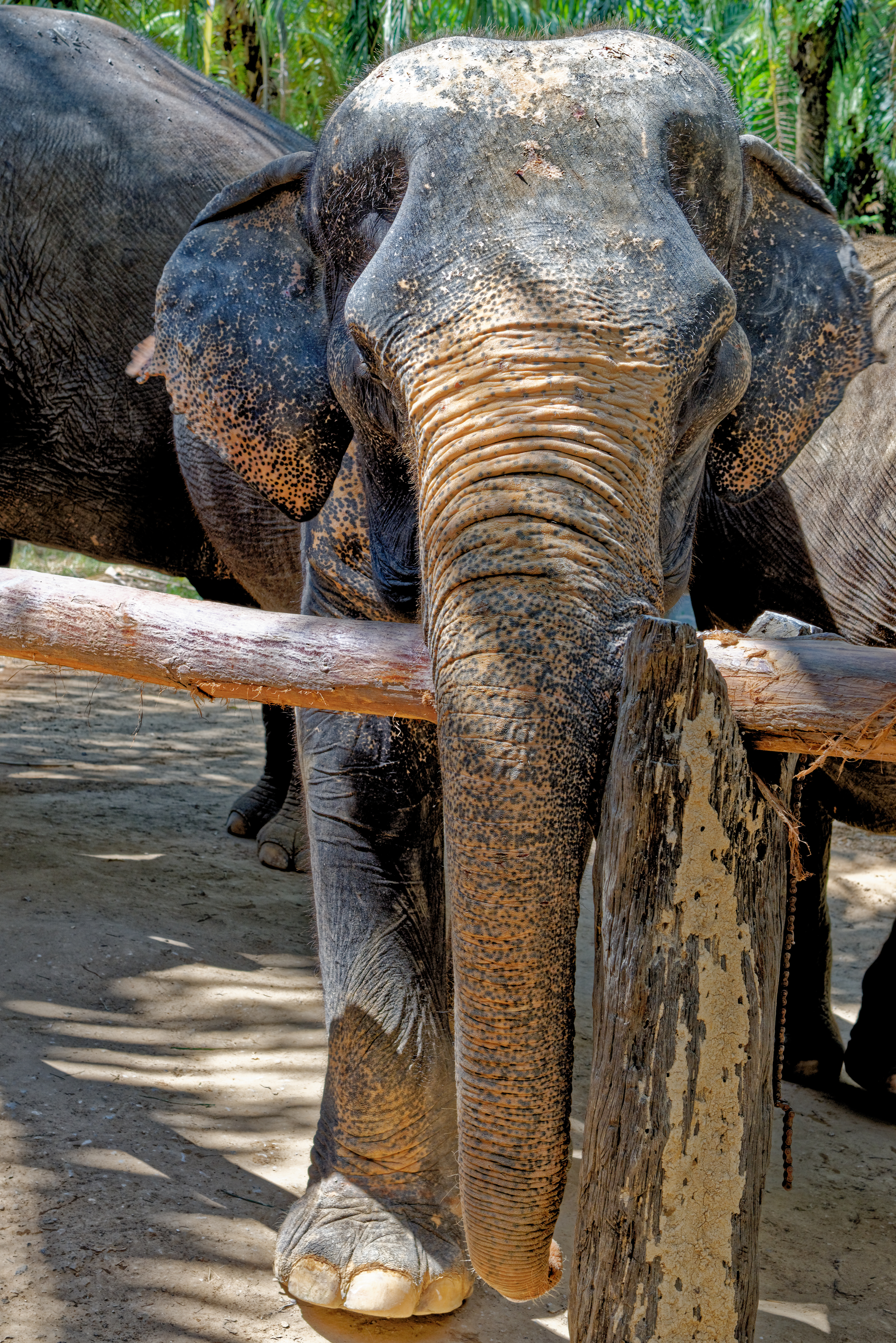 Krabi Elephant Santuary