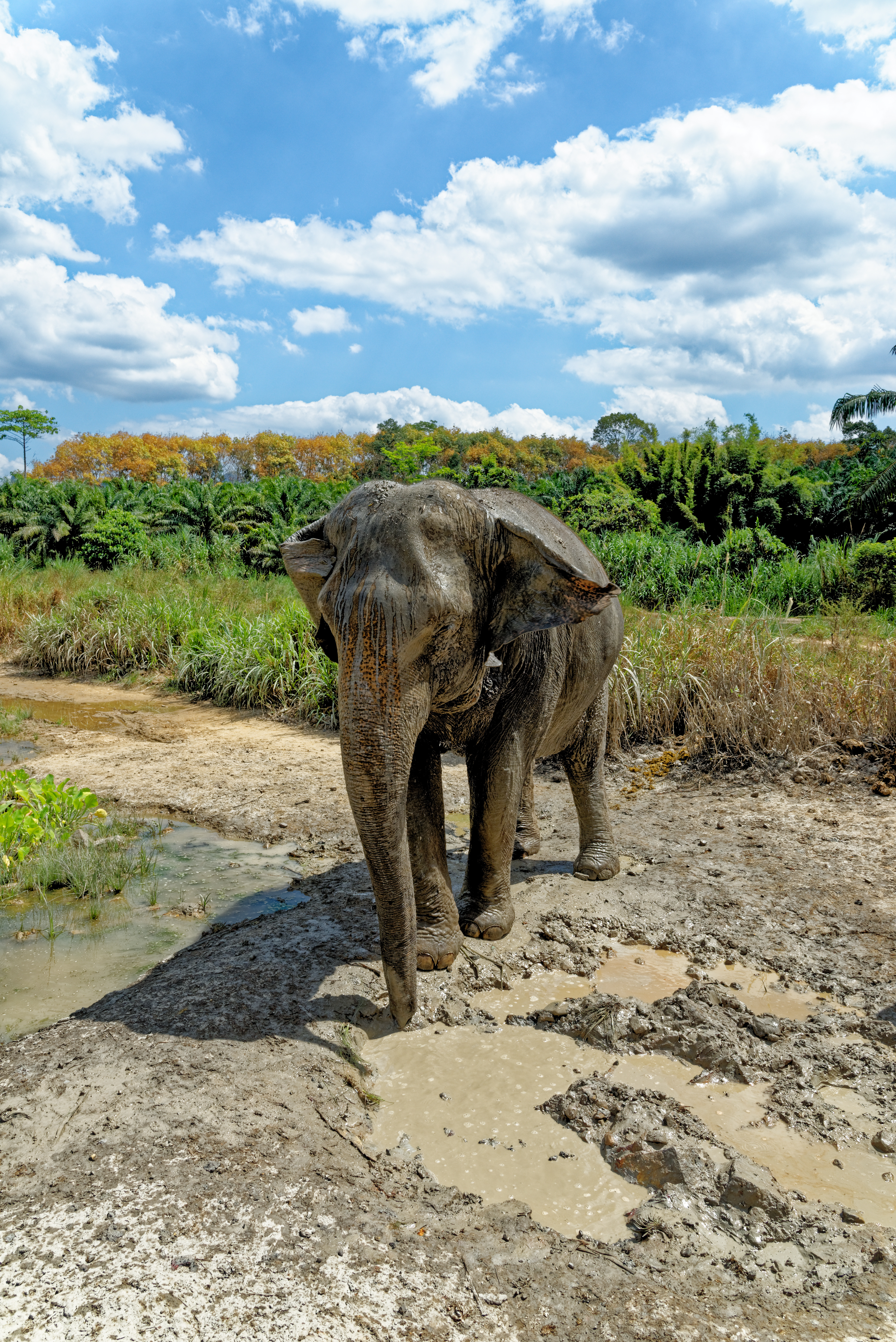 Krabi Elephant Santuary