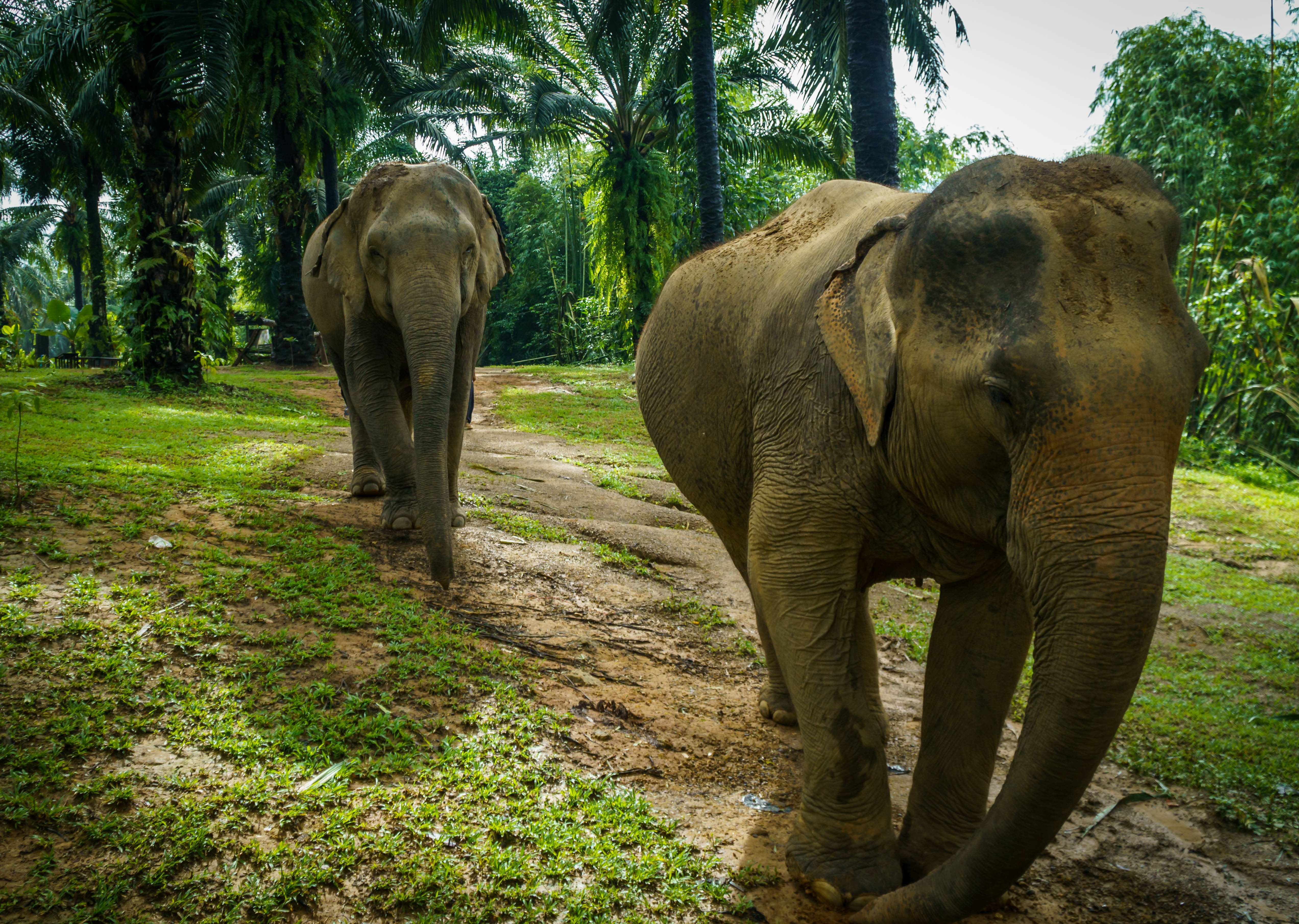 Krabi Elephant Santuary