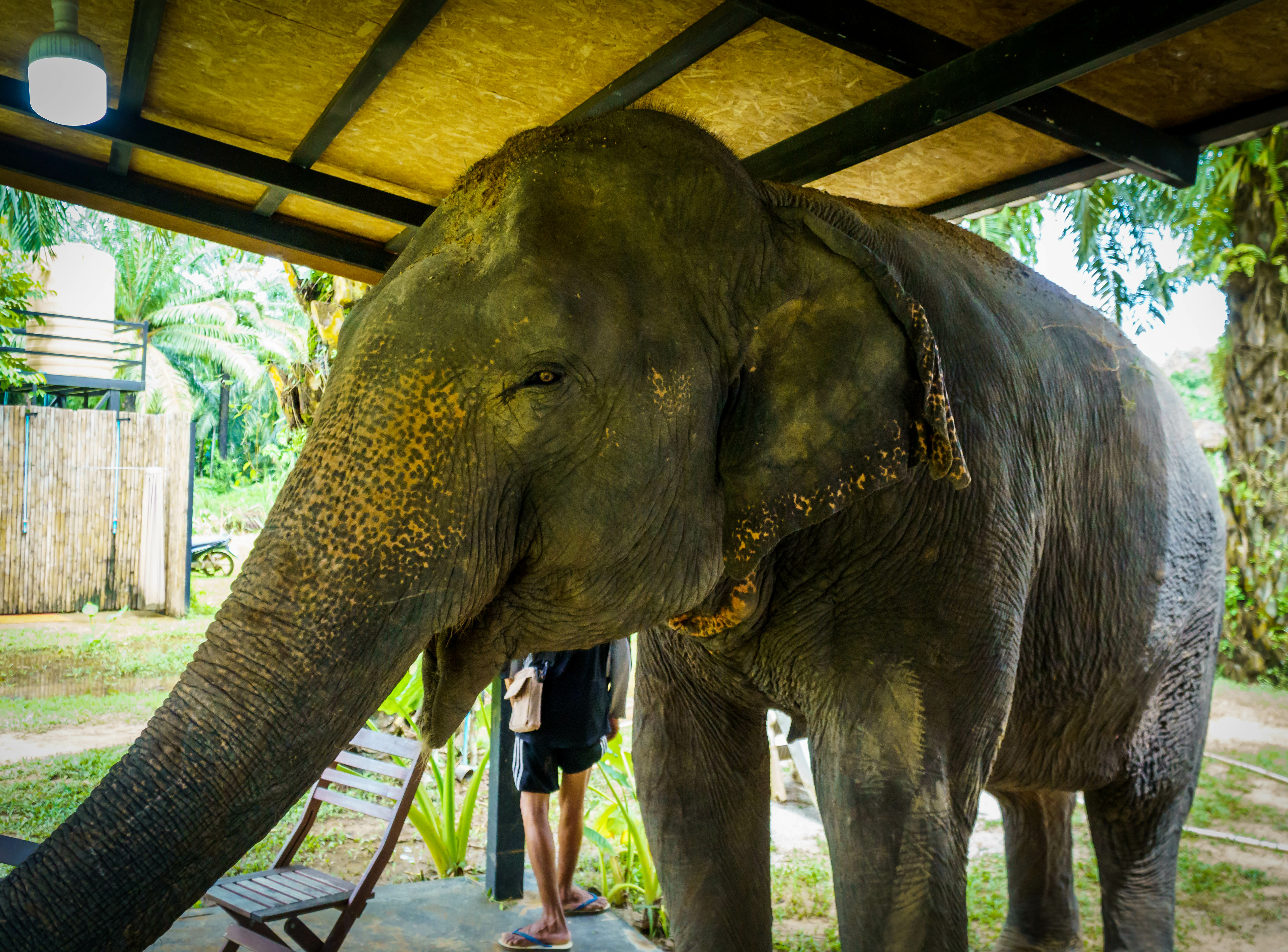 Krabi Elephant Santuary
