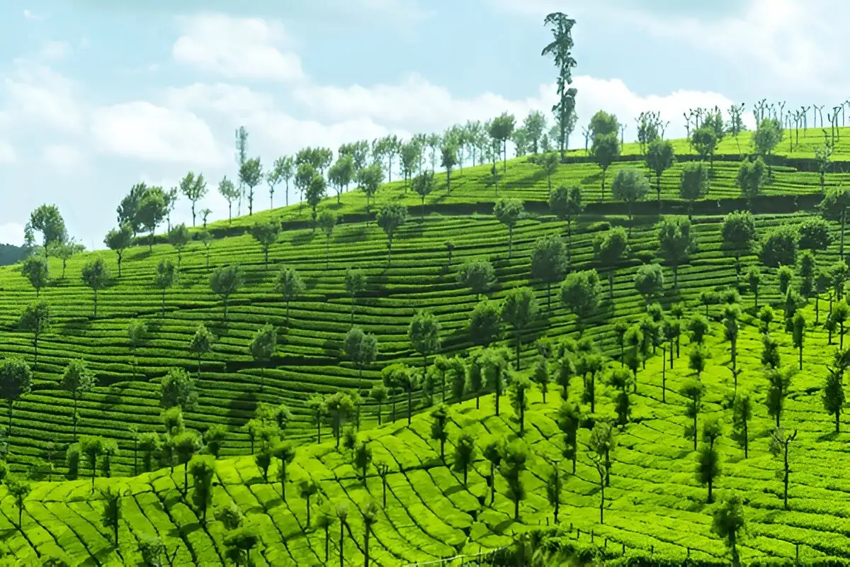 Ooty tour