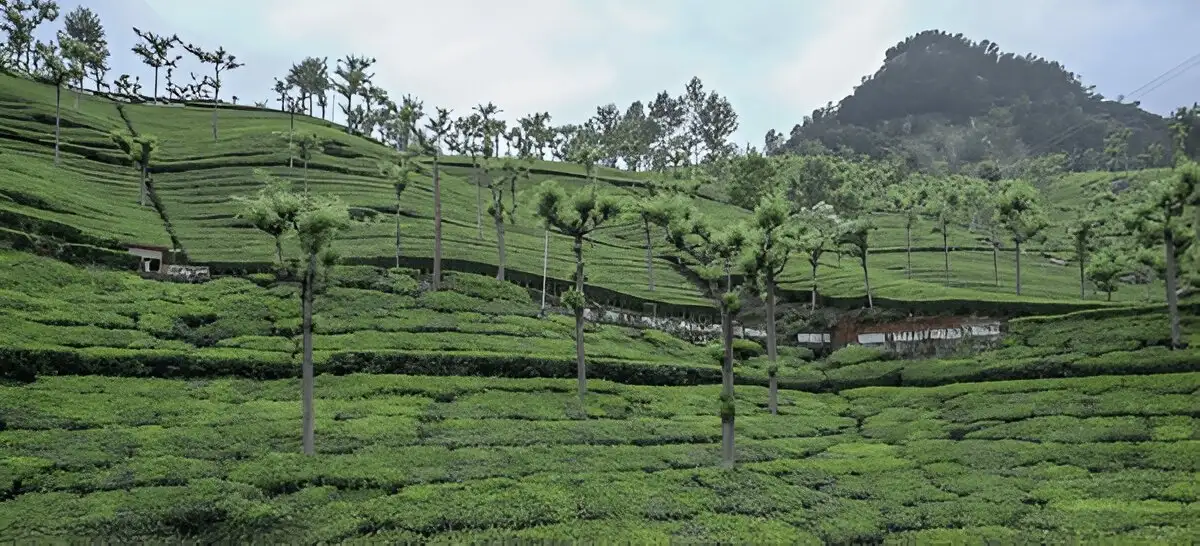Ooty tour package